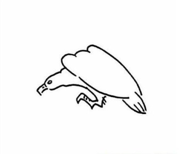 A set of simple drawing pictures about eagles