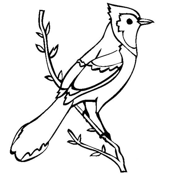 Complete collection of simple animal drawings Blue Jay simple drawing pictures