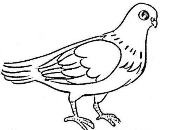 Domestic Pigeon Simple Drawing Tutorial