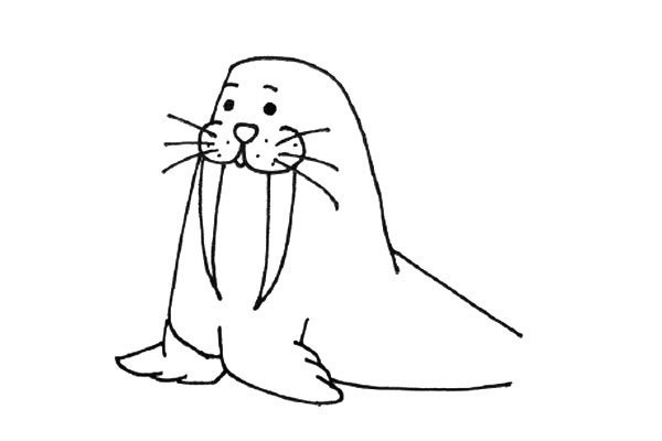 Little walrus wearing a hat