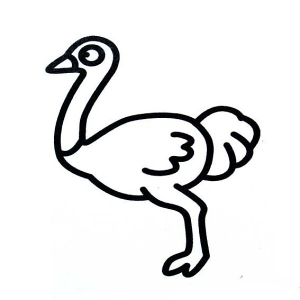 Simple drawing about ostrich