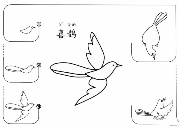 How to draw a magpie