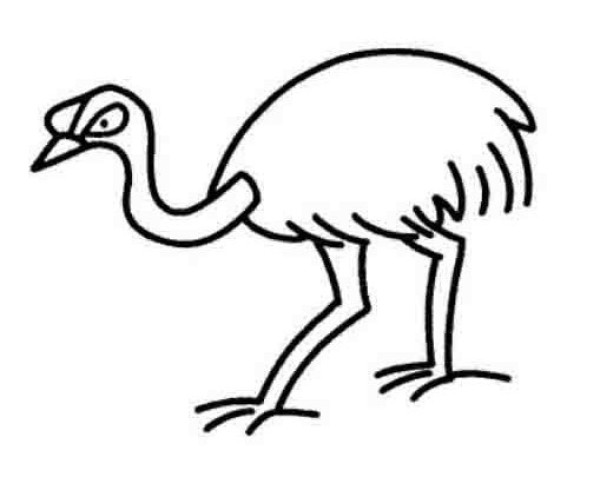 About ostrich simple strokes pictures