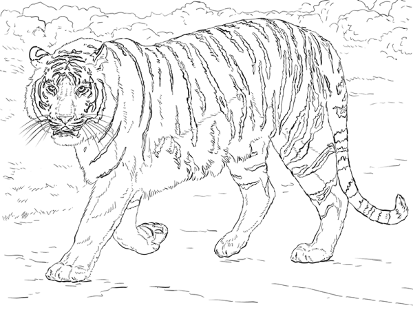 Bengal tiger