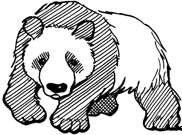 How to draw a giant panda