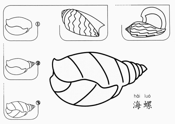 How to draw conch