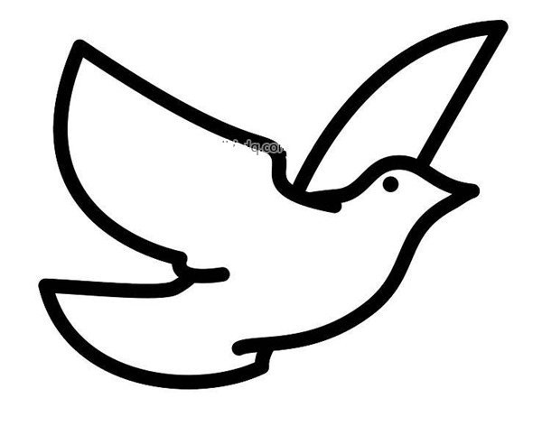 Simple strokes of pigeon pictures