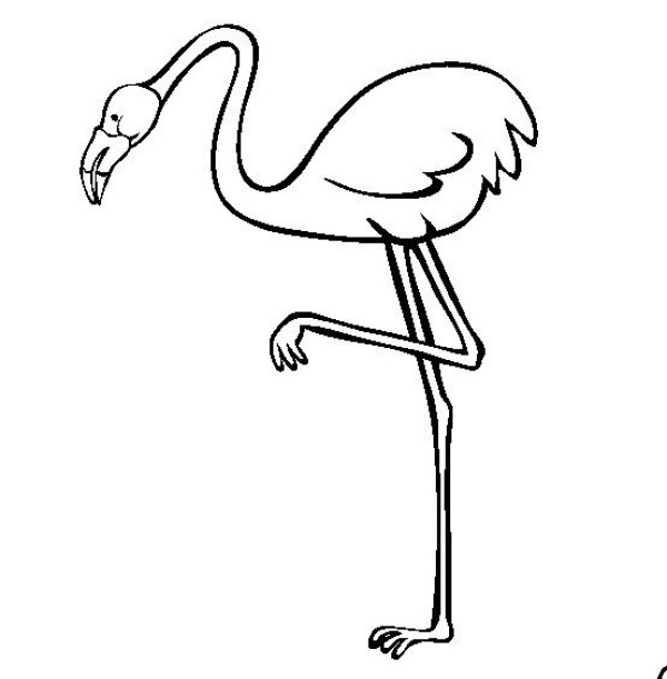 Bird simple drawing, flamingo simple drawing picture