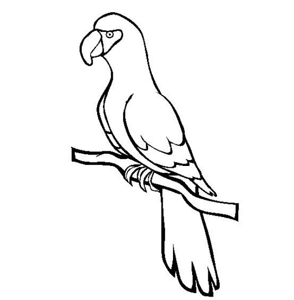 Simple drawing of bird, simple drawing of parrot