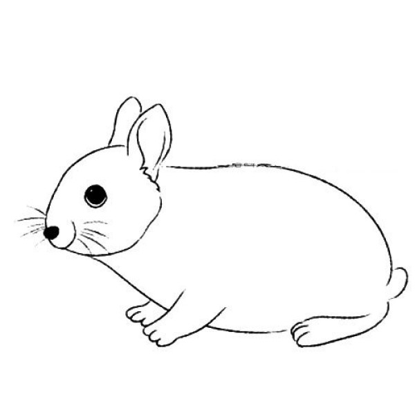 short-eared rabbit