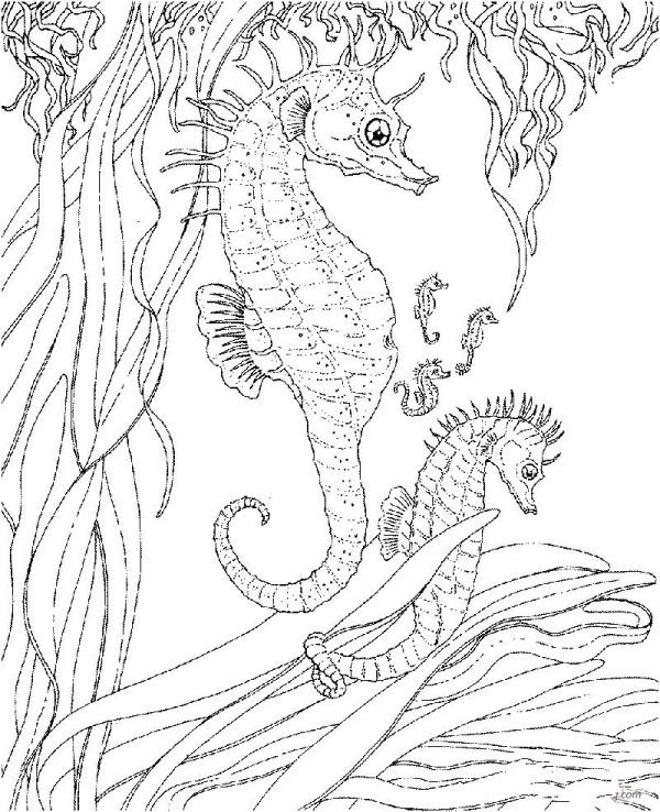 Seahorse mother and seahorse baby