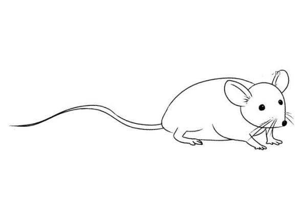 Various types of rats Long-tailed rats