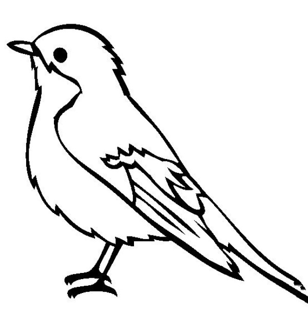 Simple drawing of bird, simple drawing of spotted flycatcher bird