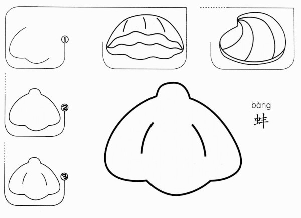 How to draw a clam