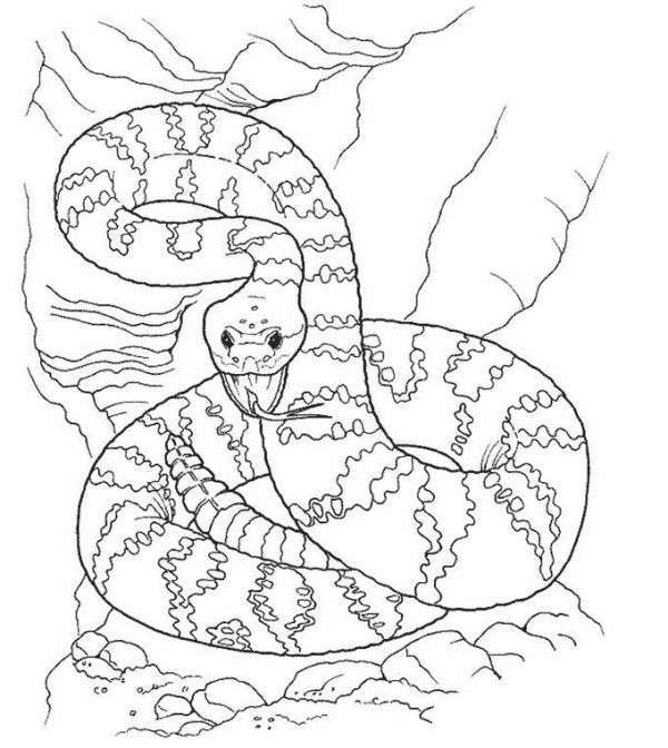 A complete collection of simple drawings about snakes