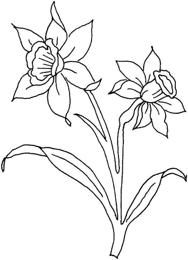 Learn to draw daffodils