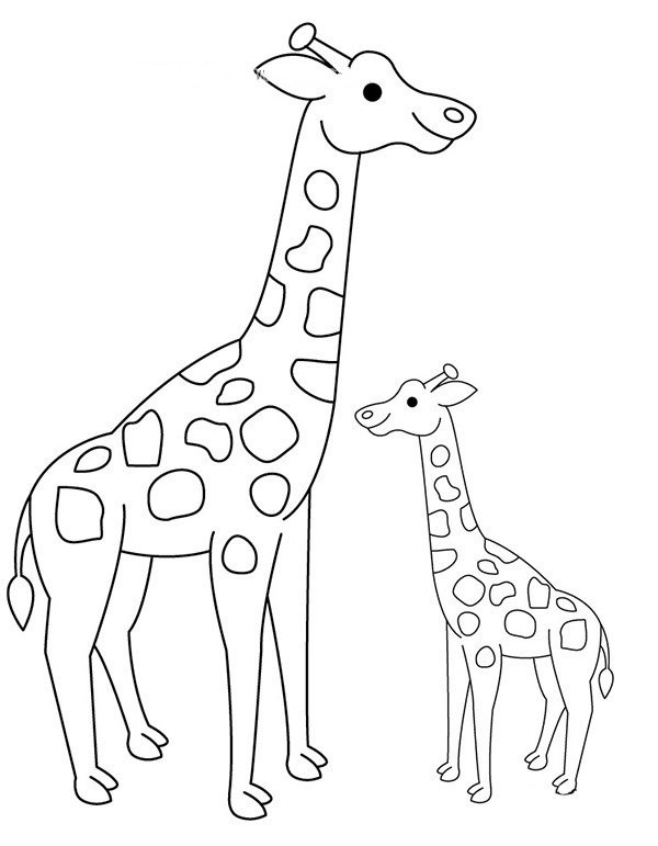 Baby giraffe and mother giraffe