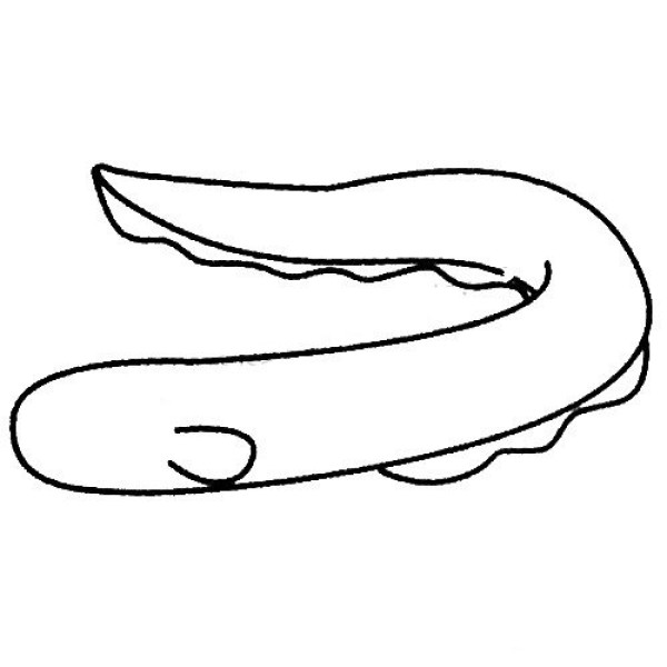 Complete collection of electric eel simple strokes and drawing steps