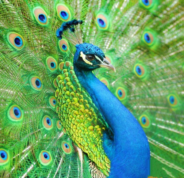 Pinch out the peacock in full bloom! Beauty is just one word~