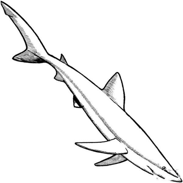 Blue shark simple strokes picture