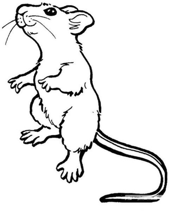 Vivid simple drawing of mouse