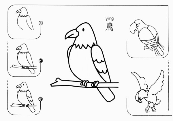 How to draw an eagle