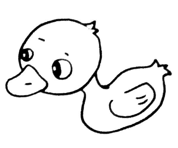 Steps to draw a little duck in the water with simple strokes