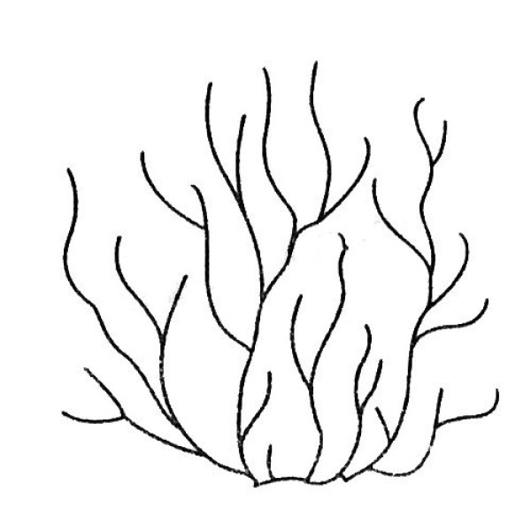 Complete collection of coral simple strokes and drawing steps