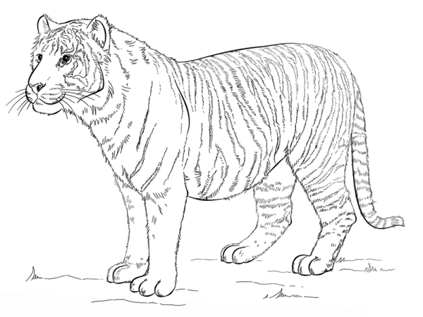 Sumatran tiger