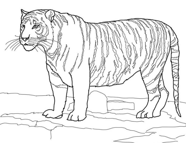 white bengal tiger