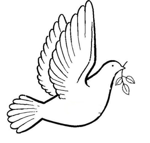 Peace Dove How to Draw a Dove Simple Drawing Picture Collection