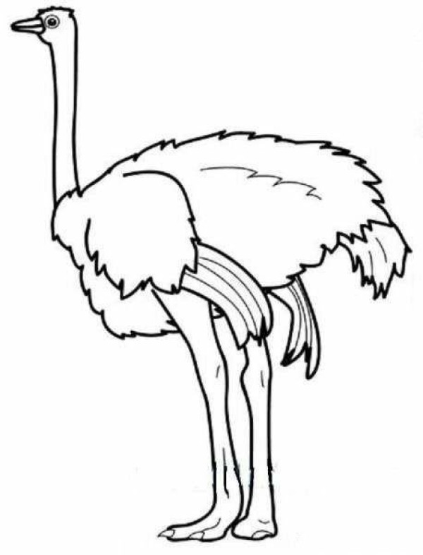 Simple drawing about ostrich