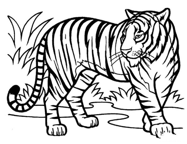 Simple drawing pictures of tigers in the forest