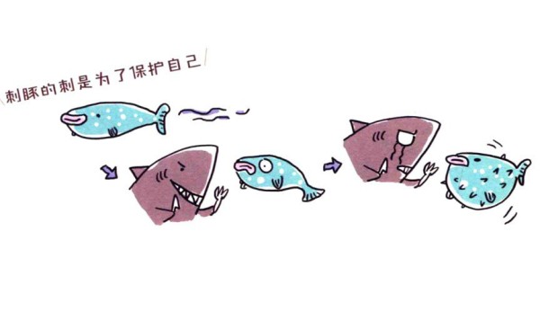 Draw a cute simple drawing of a big-bellied puffer fish in four steps