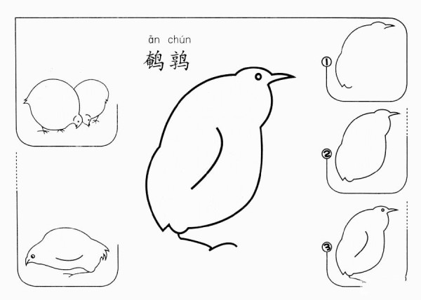 How to draw quail