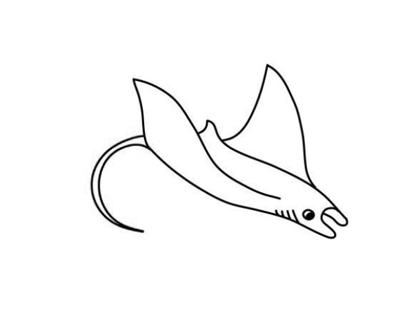 How to draw a manta ray. Steps to draw a manta ray in simple strokes.