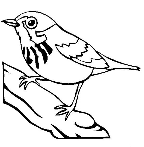 Complete collection of simple animal drawings Canadian Wessons warbler simple drawing pictures