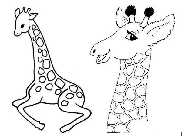 Primary school giraffe simple drawing picture