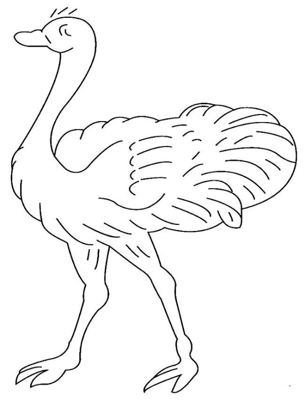 How to draw a simple bird, how to draw an ostrich in simple strokes