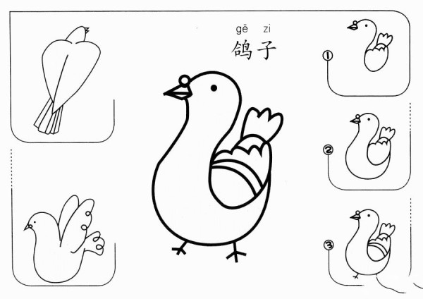 How to draw a pigeon