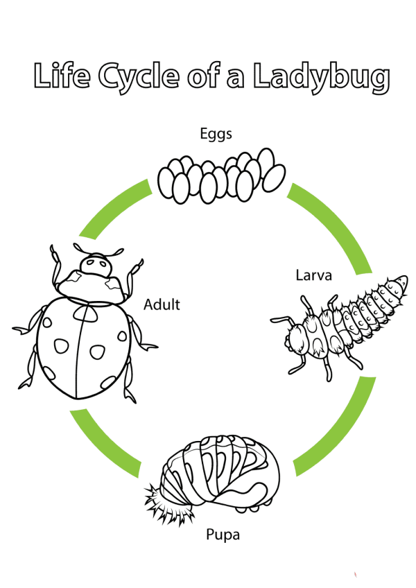 ladybug life cycle