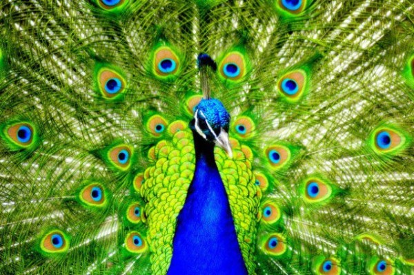 Pinch out the peacock in full bloom! Beauty is just one word~