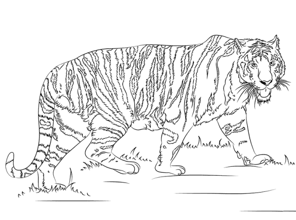 How to draw a tiger