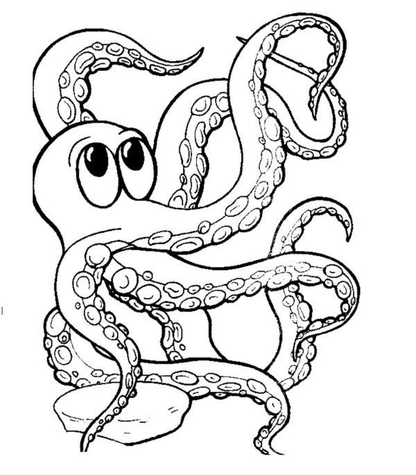 Teach you how to draw an octopus