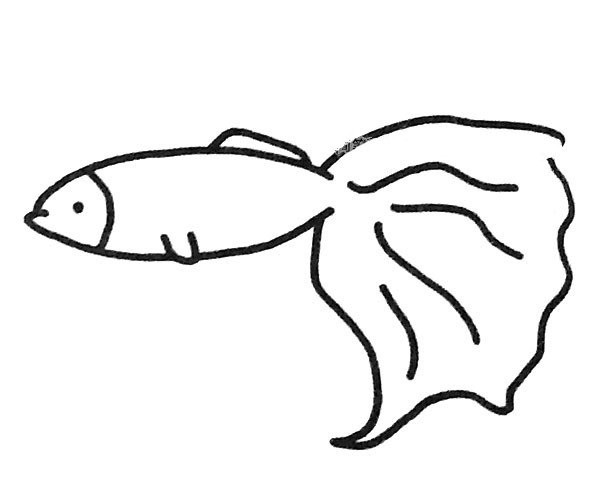 A set of beautiful simple drawing pictures of guppies