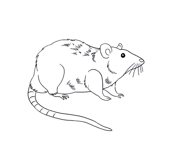 Abominable mouse simple drawing