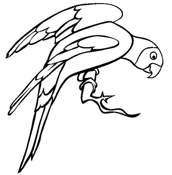 Bird simple drawing, parakeet simple drawing picture