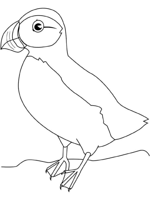 Simple drawing of bird, simple drawing of puffin