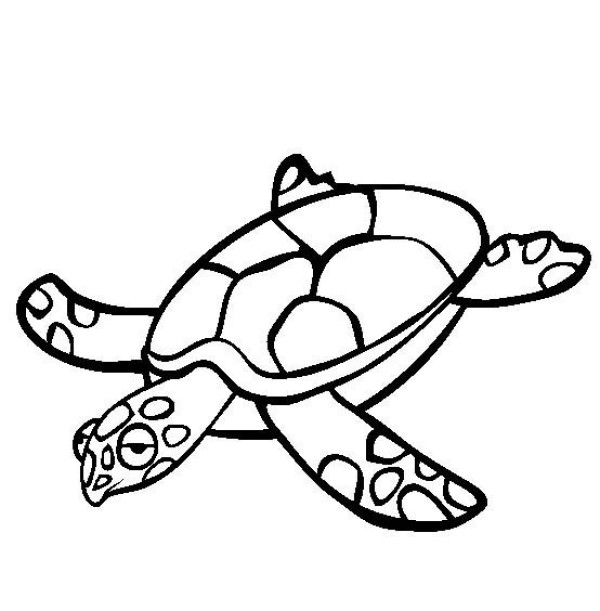 Marine life pictures Turtle simple drawing pictures