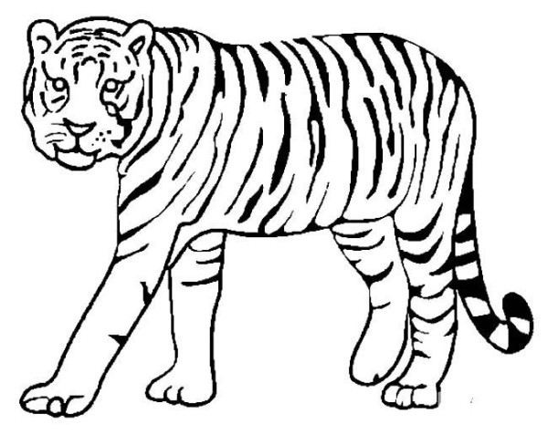 How to draw a big tiger with simple strokes